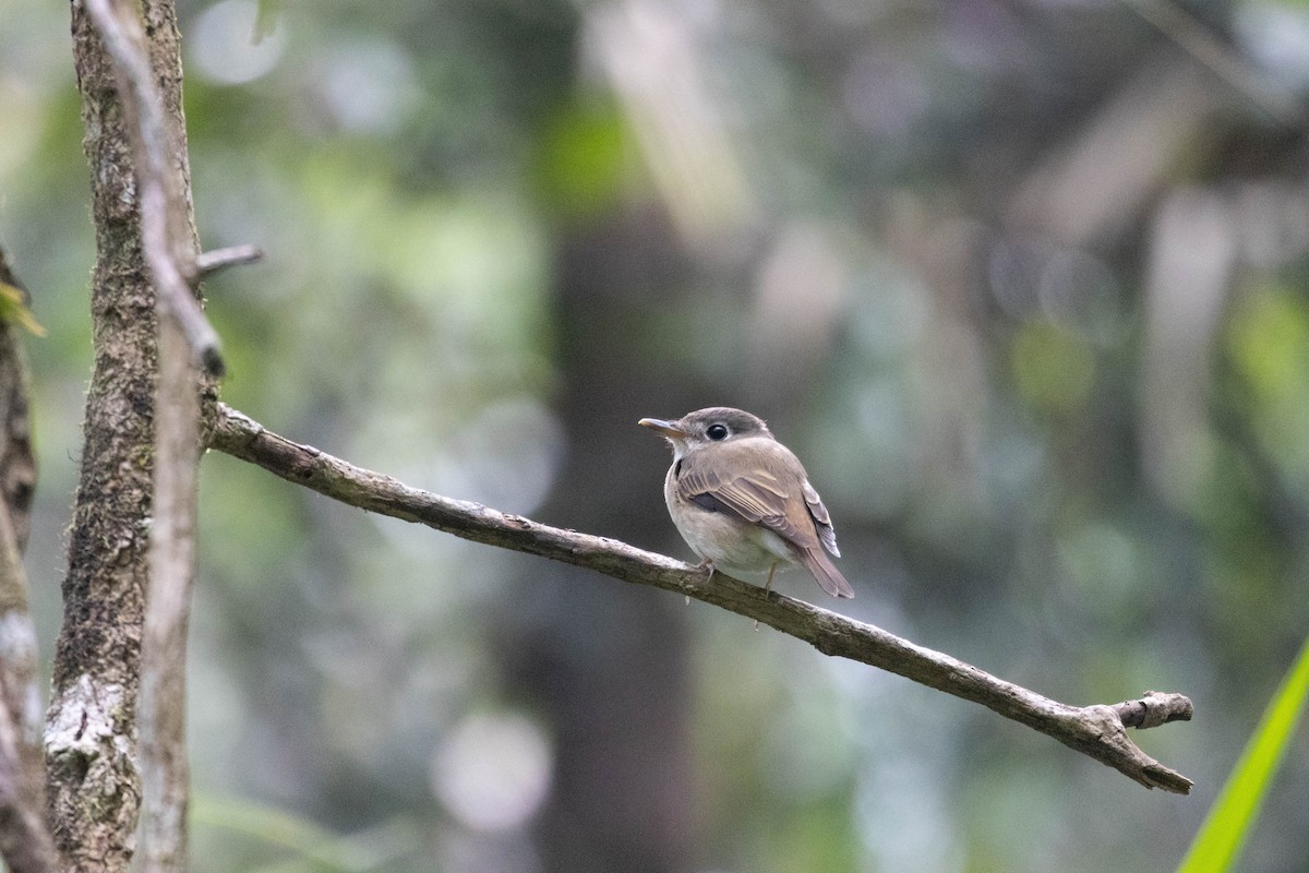 Brown-breasted Flycatcher - ML632391983