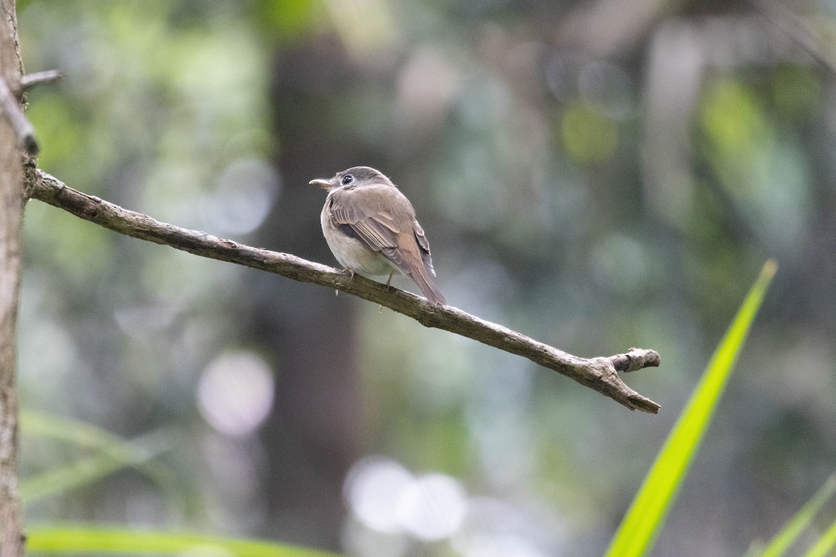 Brown-breasted Flycatcher - ML632391984