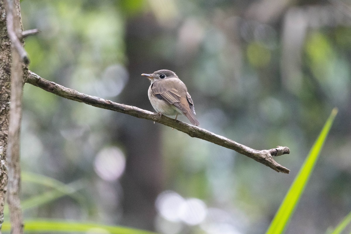 Brown-breasted Flycatcher - ML632391985