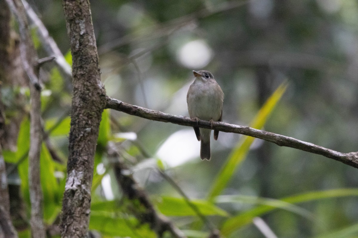 Brown-breasted Flycatcher - ML632391986