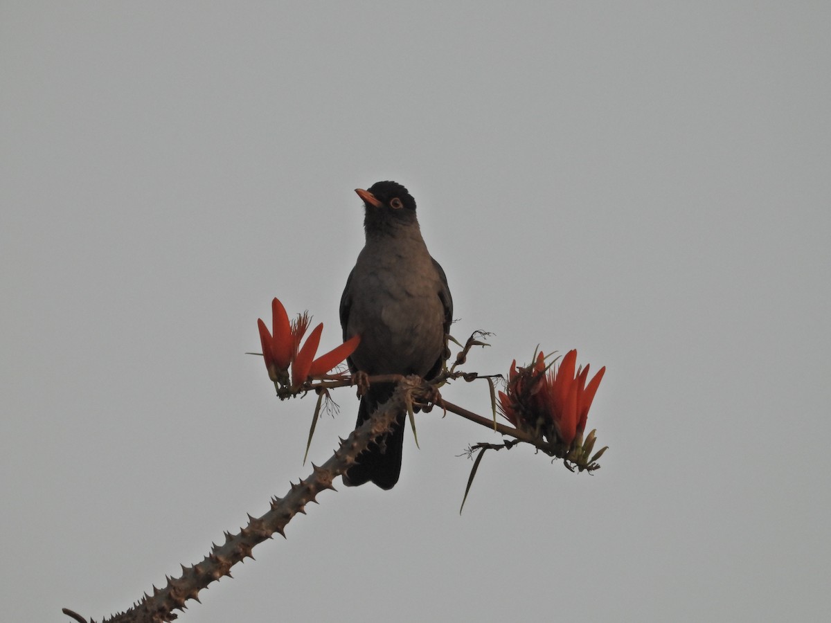 Indian Blackbird - ML632391989