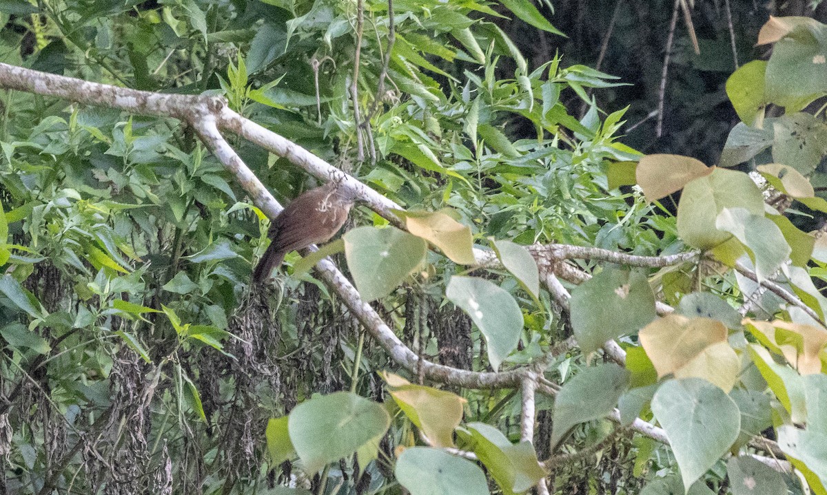 Ashy-headed Laughingthrush - ML632391995