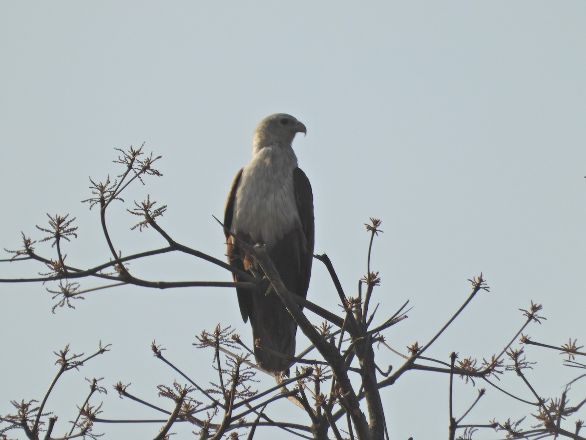 Brahminy Kite - ML632392005