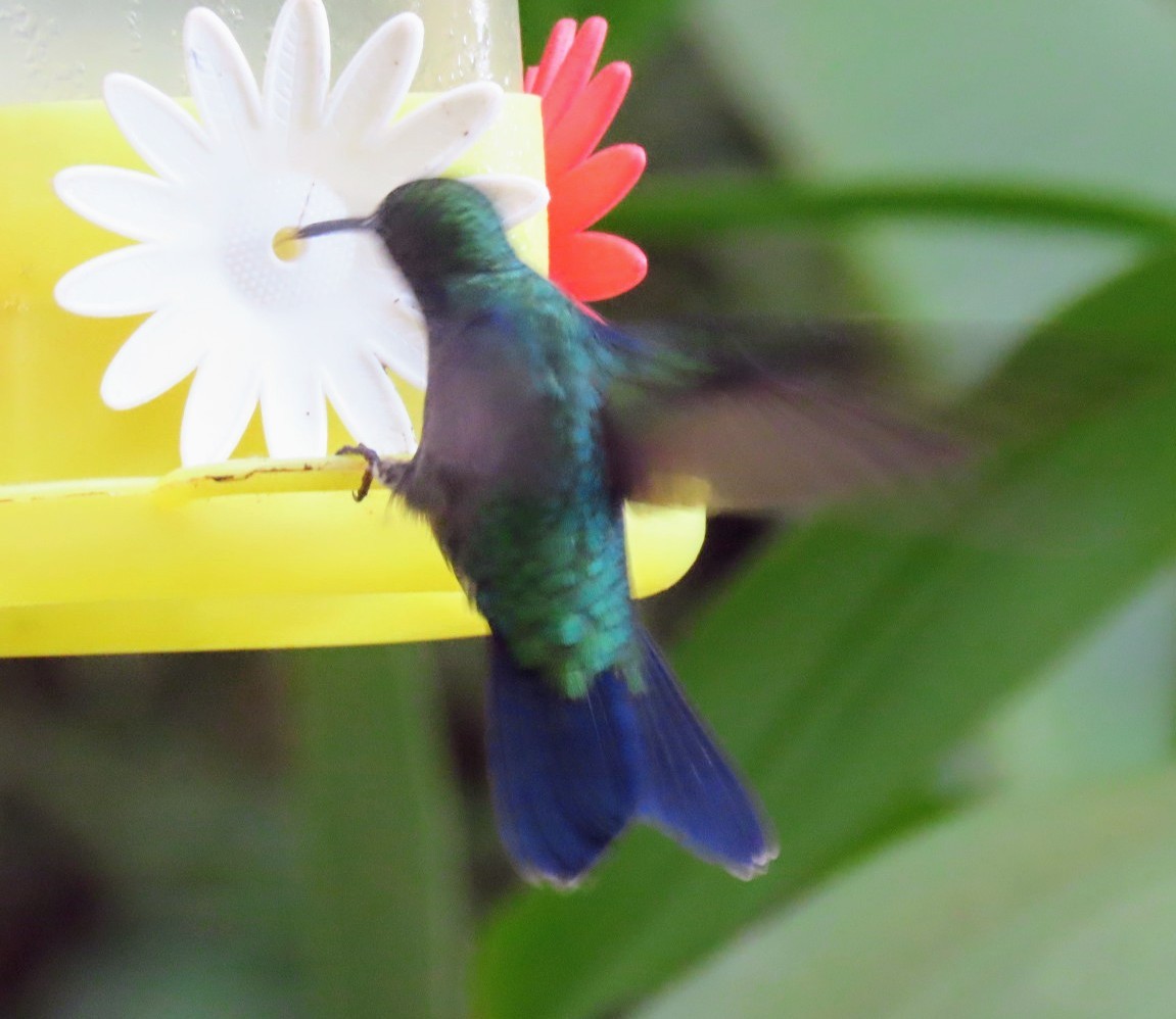 Fork-tailed Woodnymph - ML632392042