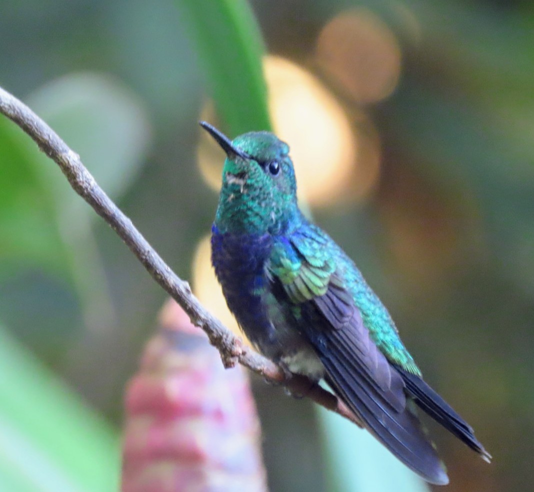 Fork-tailed Woodnymph - ML632392043