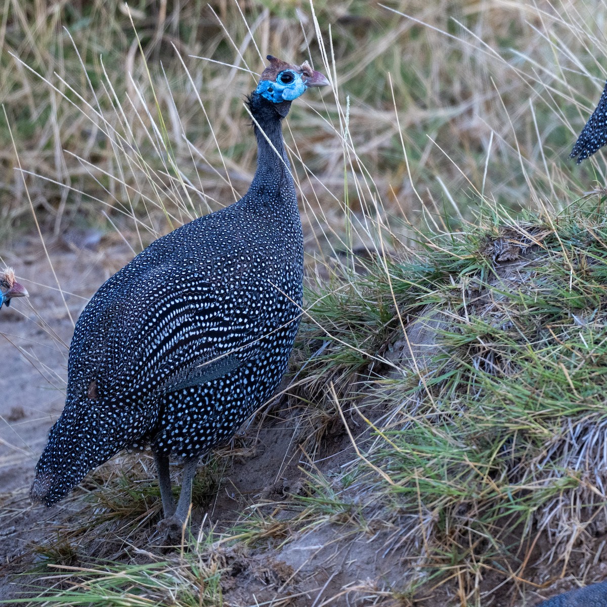 Helmeted Guineafowl (Helmeted) - ML632392048