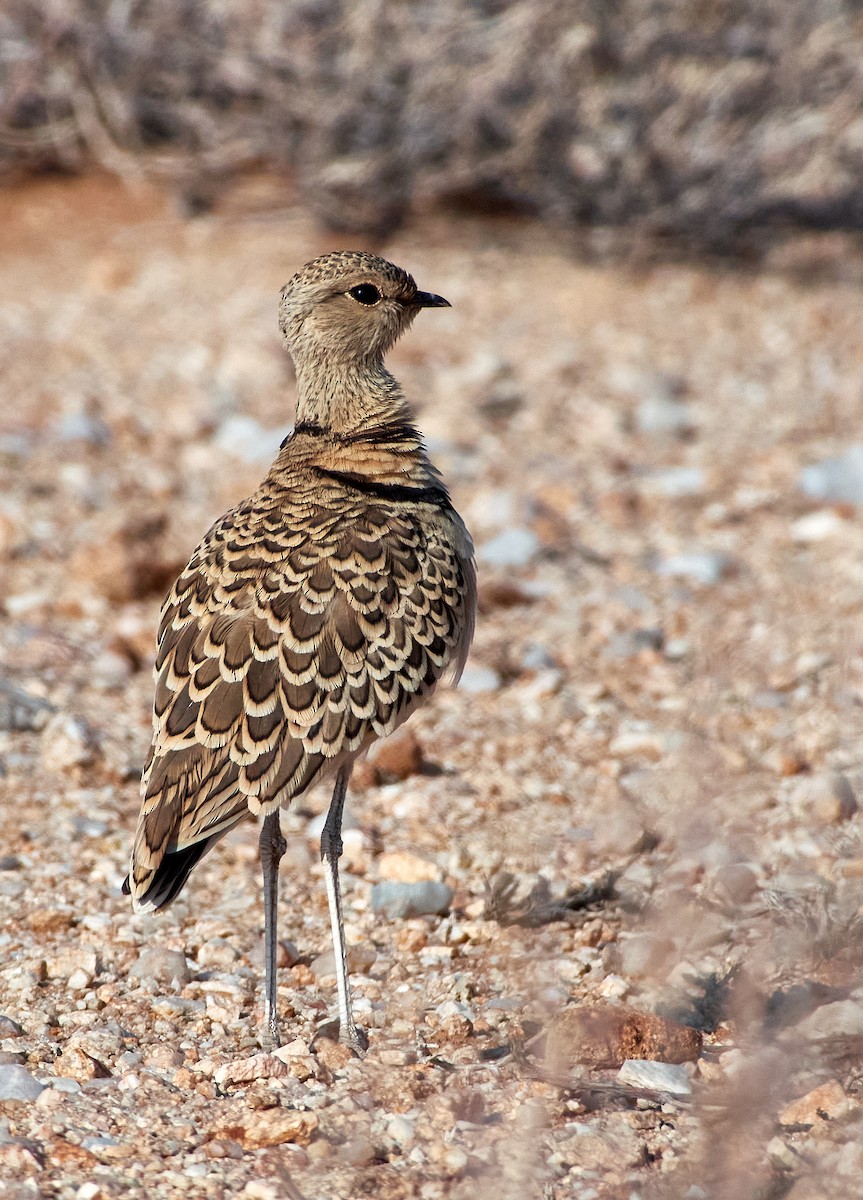 Double-banded Courser - ML632392140