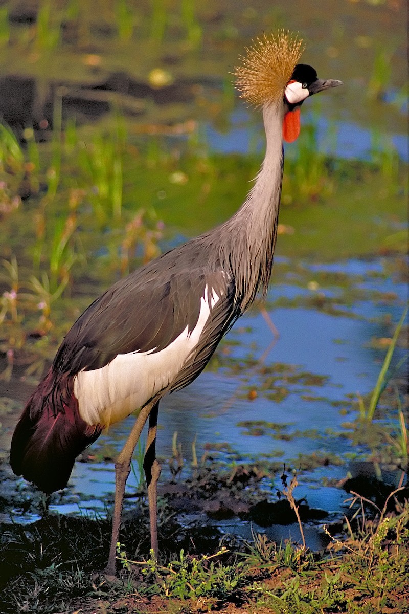 Gray Crowned-Crane - ML632392185