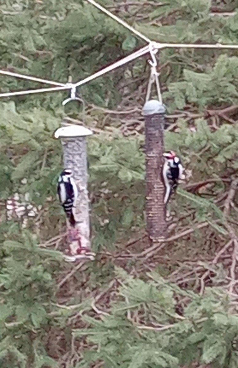 Hairy Woodpecker - ML632392209