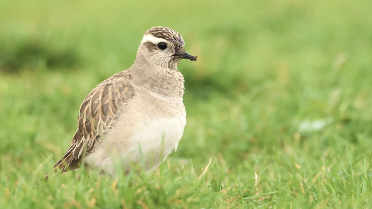 kulík hnědý - ML632392262