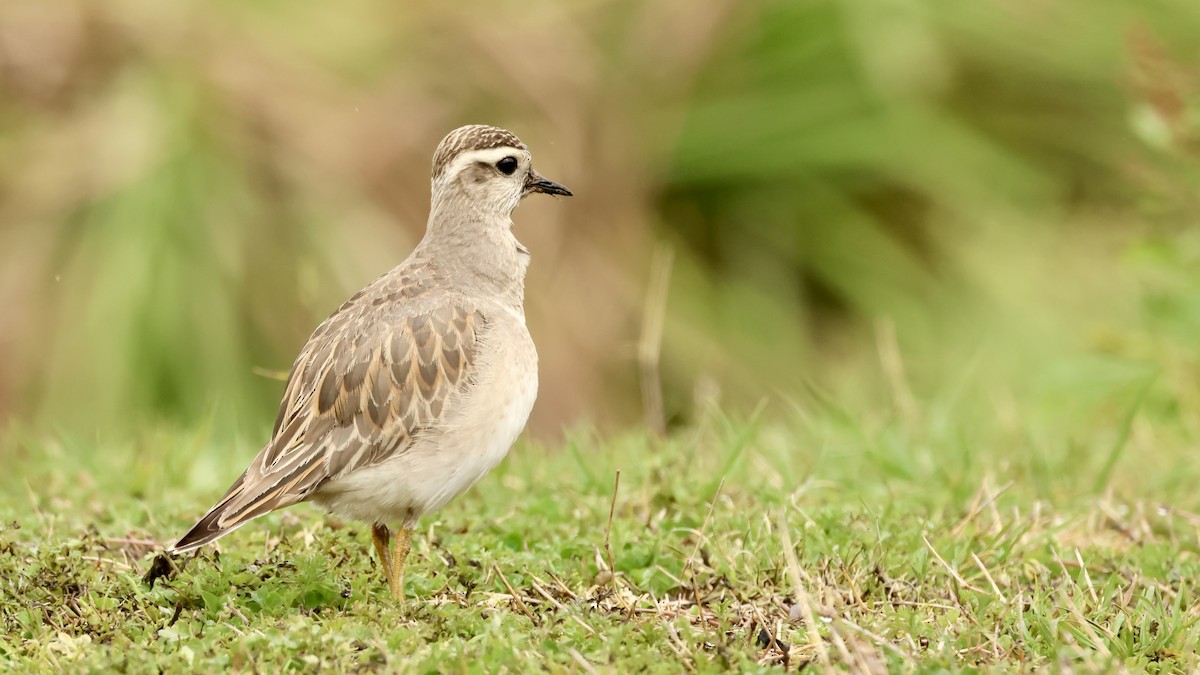 kulík hnědý - ML632392264