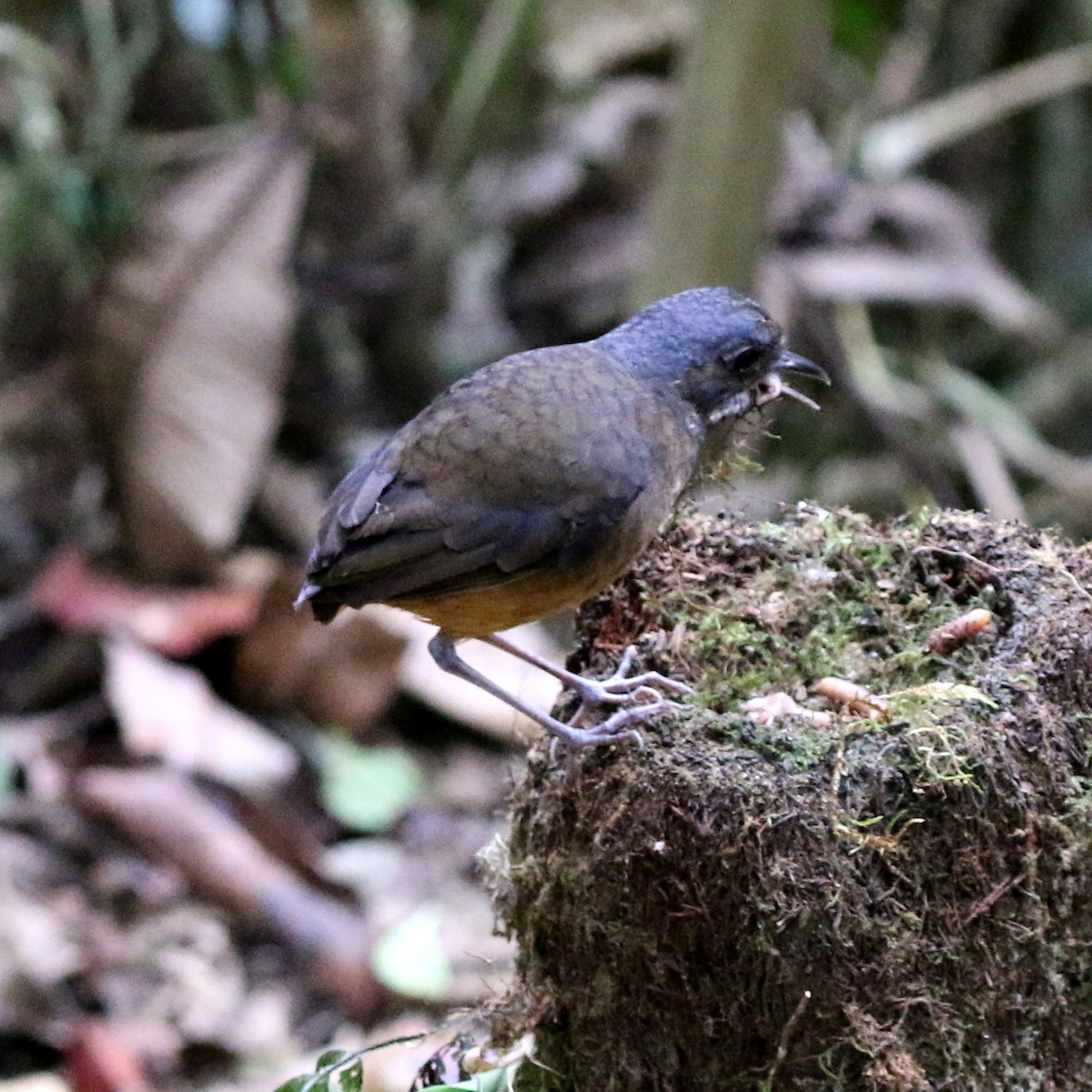 Moustached Antpitta - ML632392386