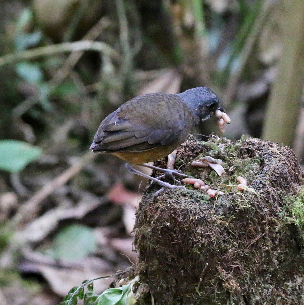 Moustached Antpitta - ML632392387