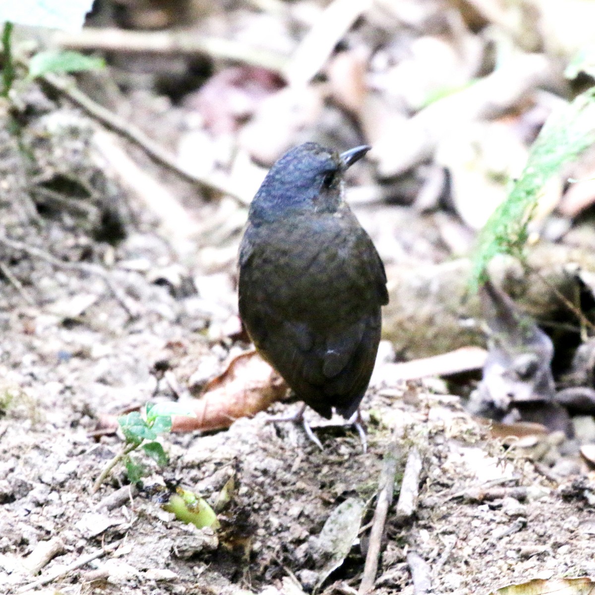 Moustached Antpitta - ML632392388