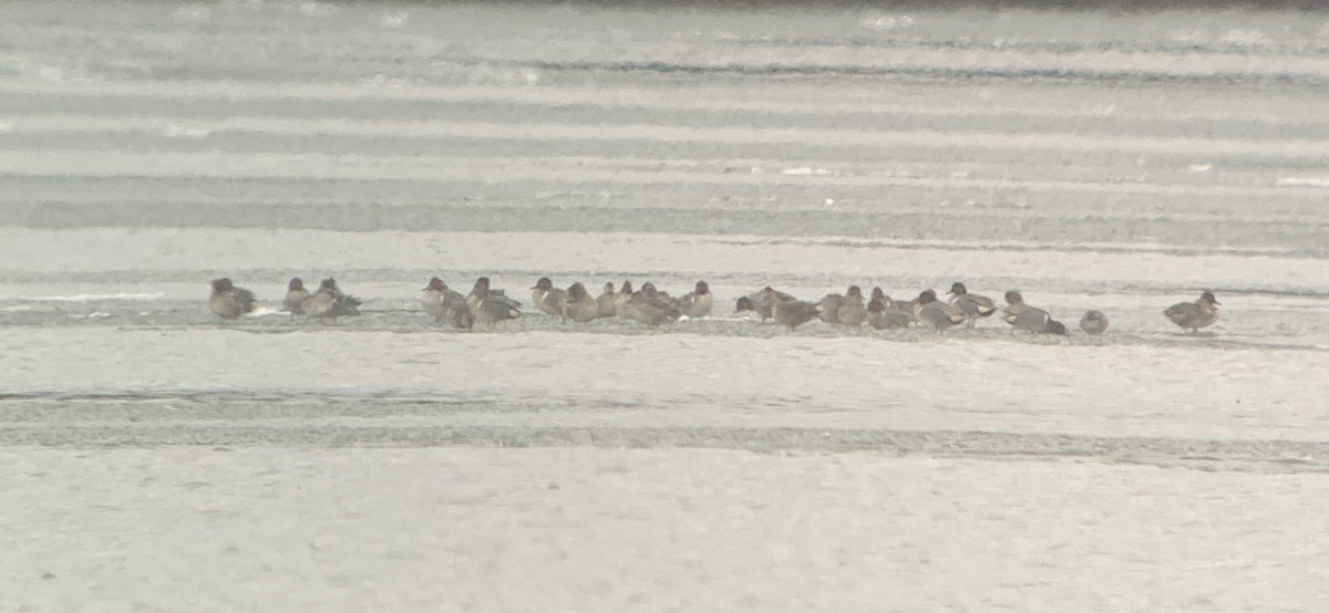 小水鴨(carolinensis) - ML632392419