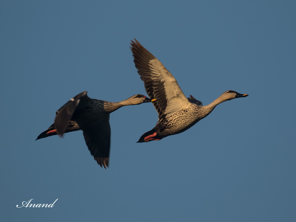 Indian Spot-billed Duck - ML632392450