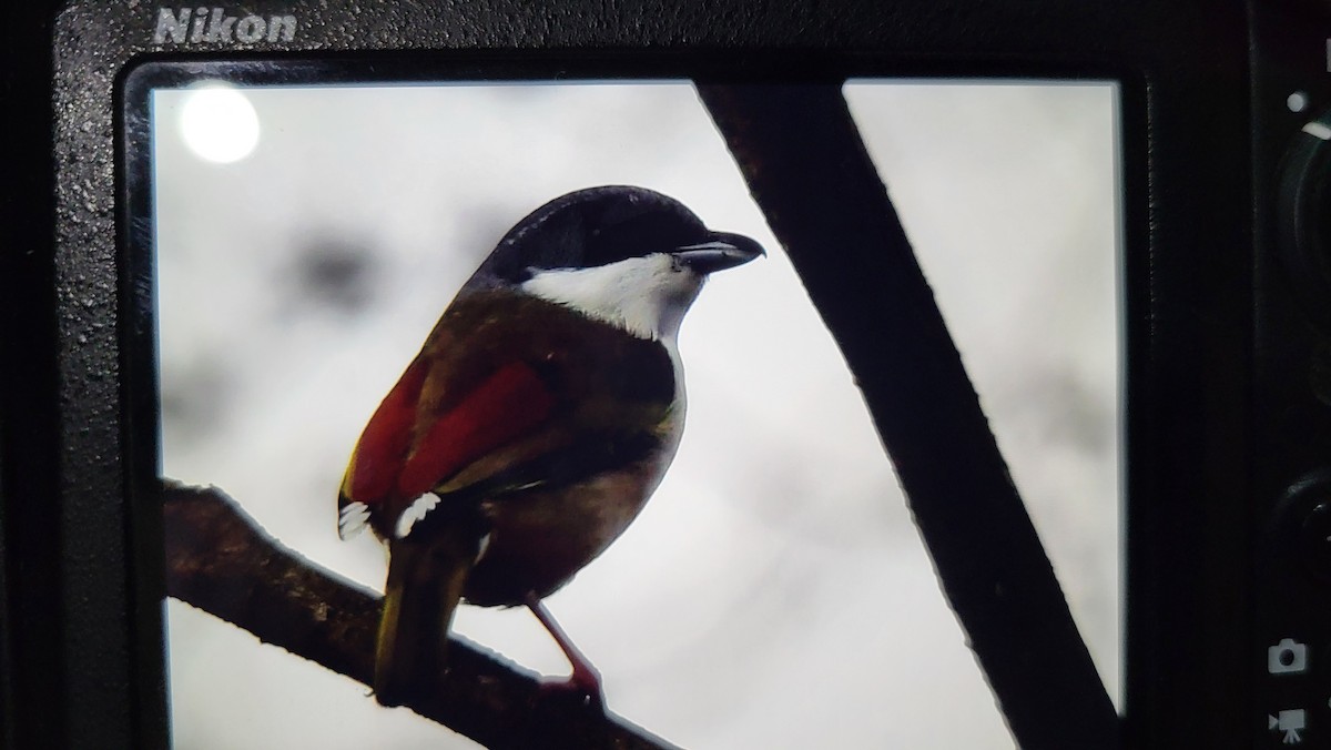 White-browed Shrike-Babbler - ML632392478