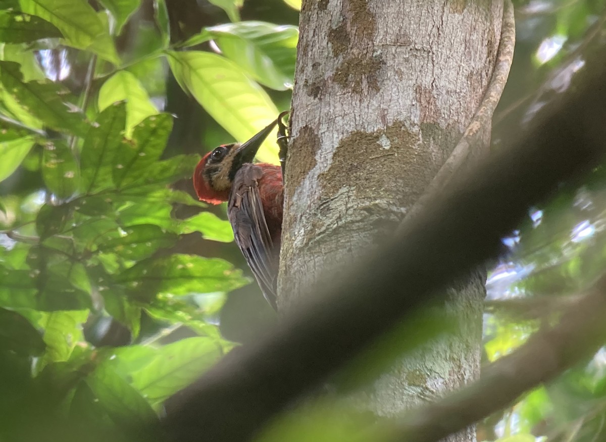Crimson-bellied Woodpecker - ML632392562