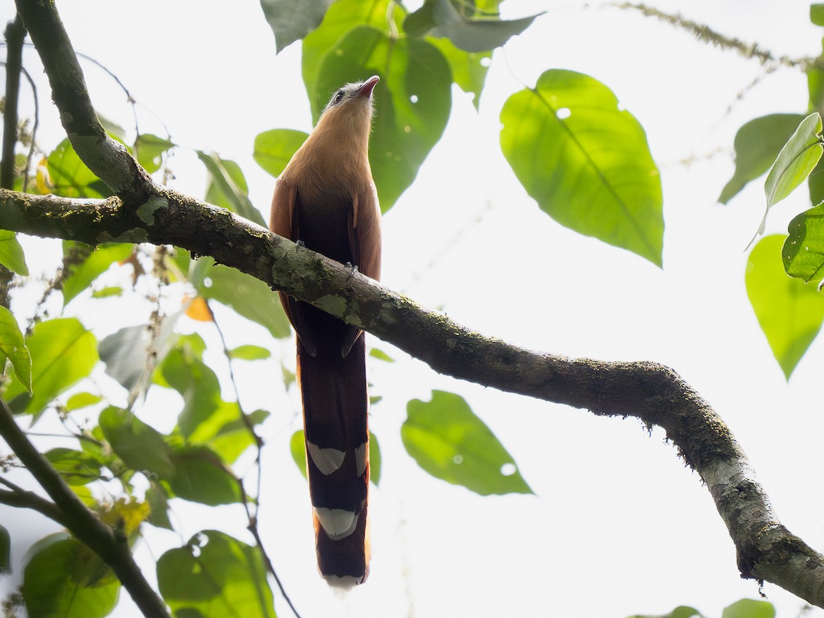 Black-bellied Cuckoo - ML632392645