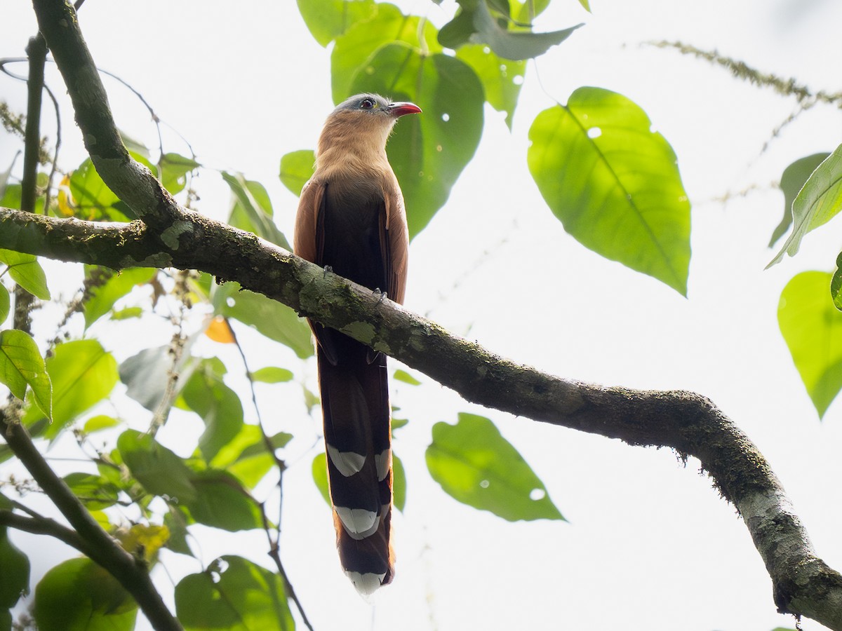 Black-bellied Cuckoo - ML632392646