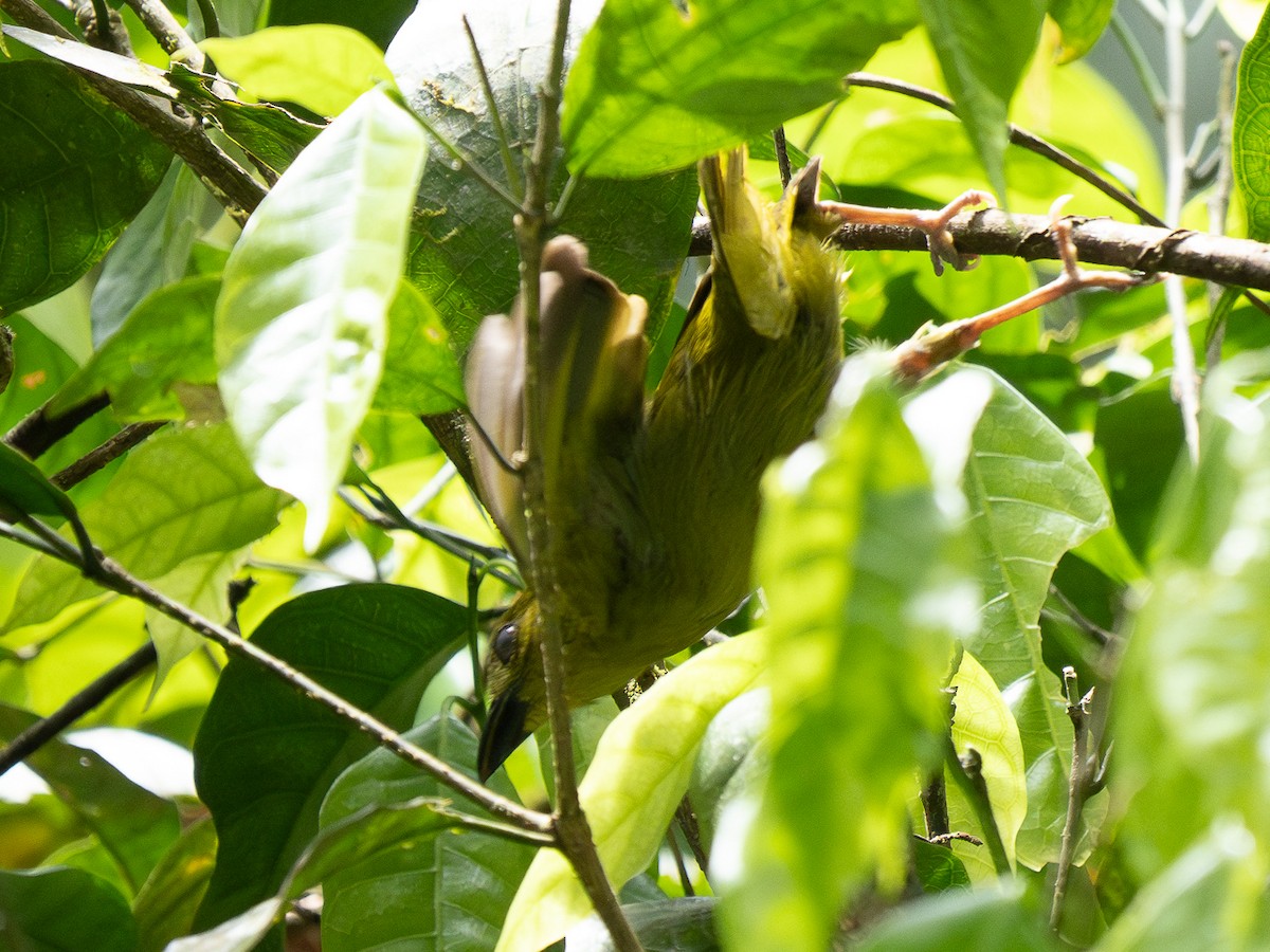 Yellow-lored Tanager - ML632392676