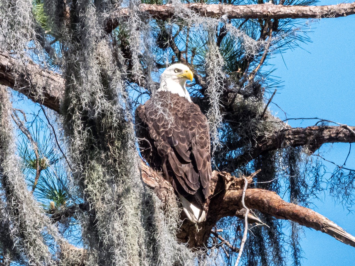 Bald Eagle - ML632392790