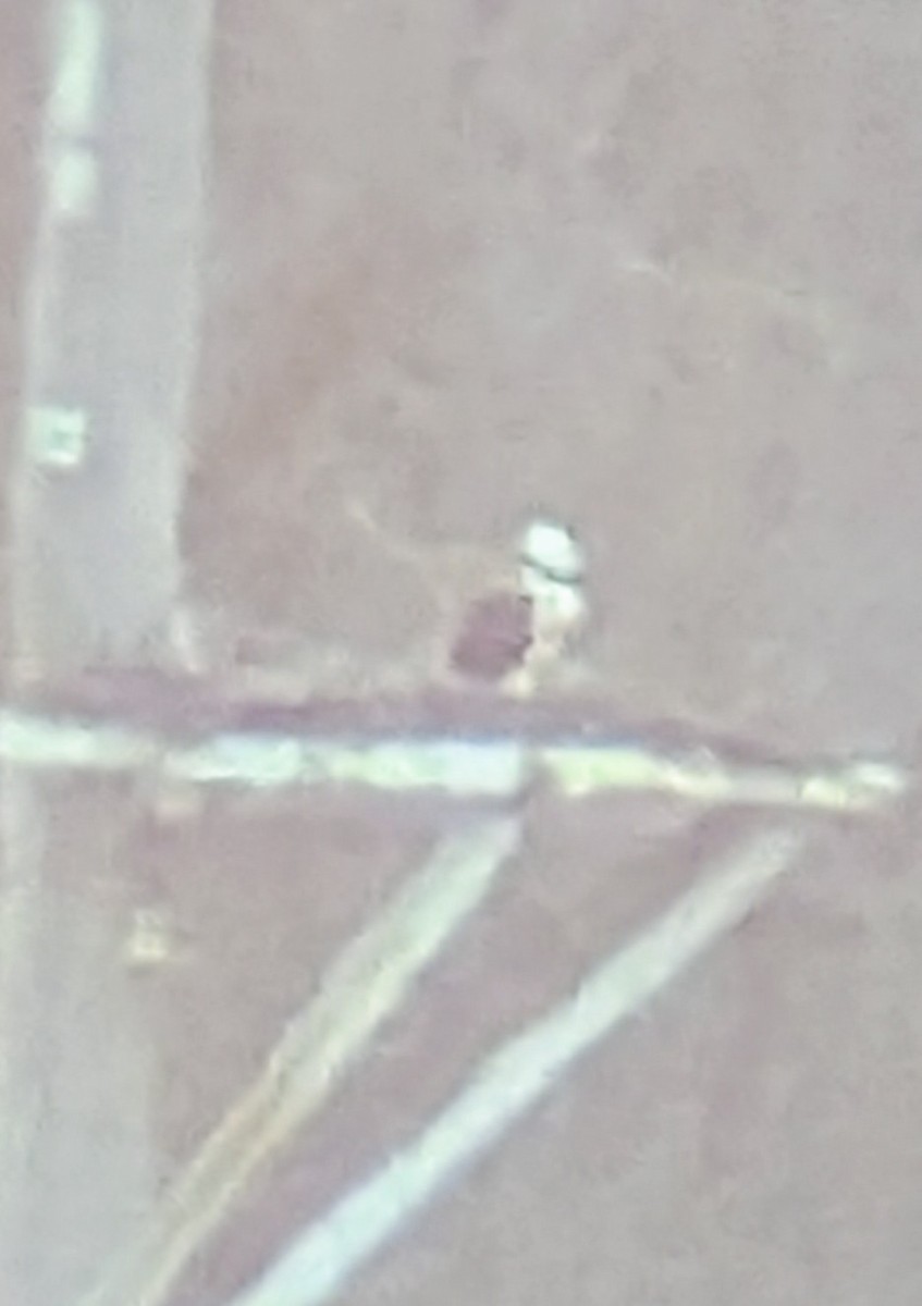 Osprey - ML632392830