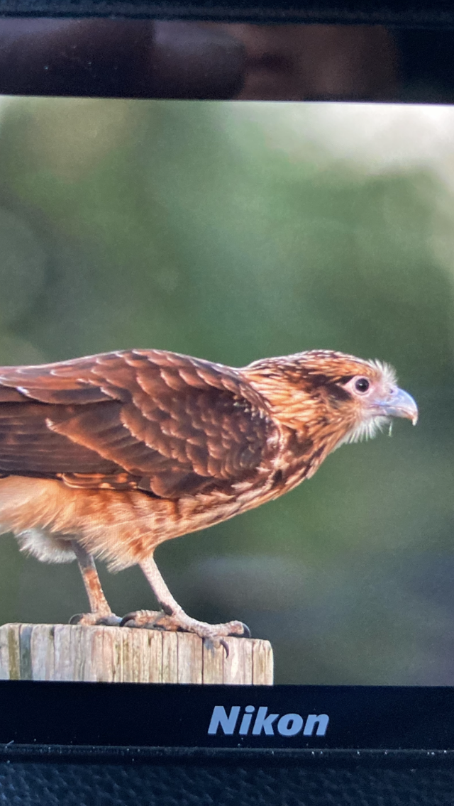 Yellow-headed Caracara - ML632392852