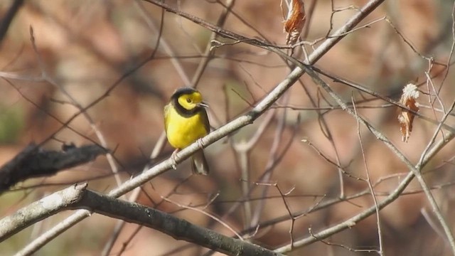 hetteparula - ML632392916