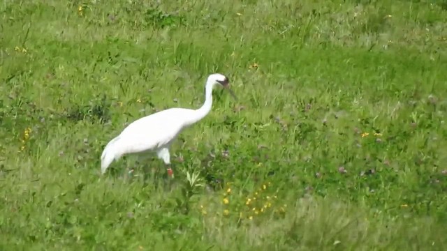 Whooping Crane - ML632392984