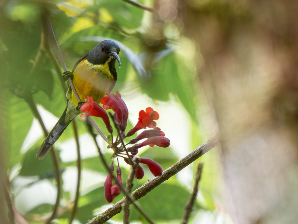 Apo Sunbird - Phil Chaon