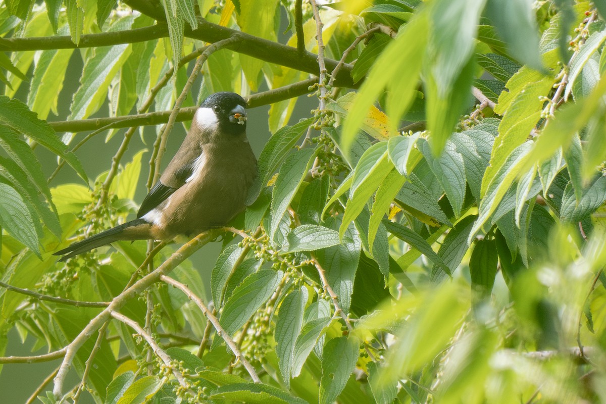 White-cheeked Bullfinch - ML632393091