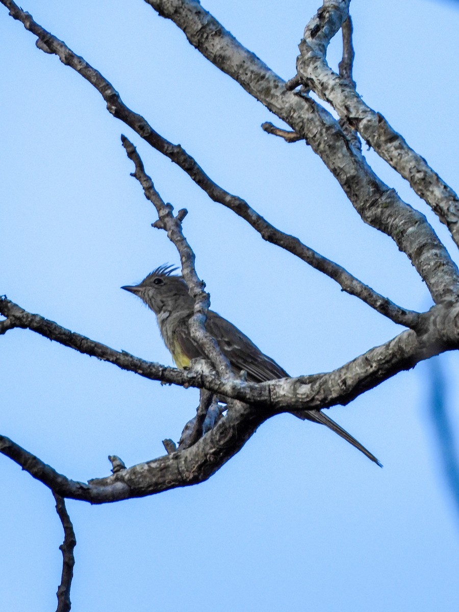 Large Elaenia - ML632393171