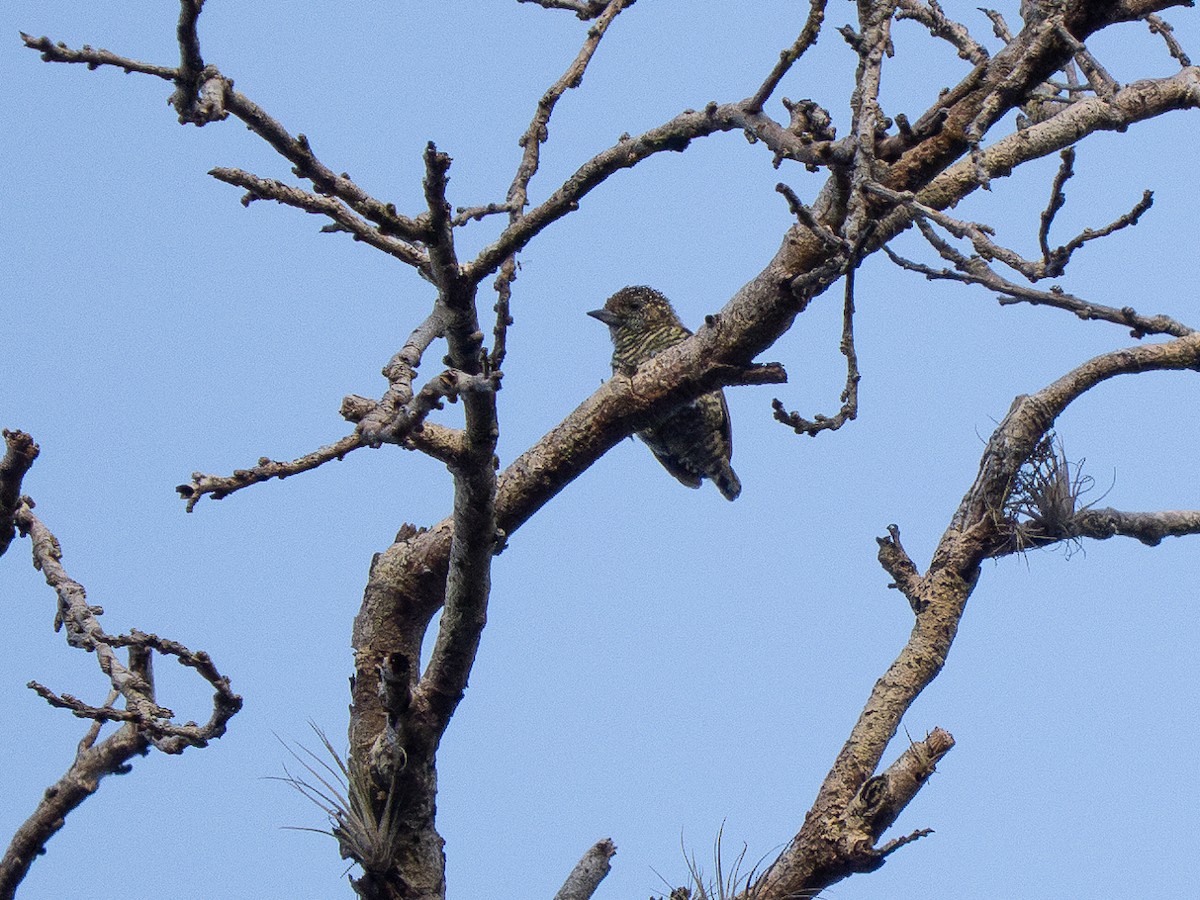 Lafresnaye's Piculet - ML632393207