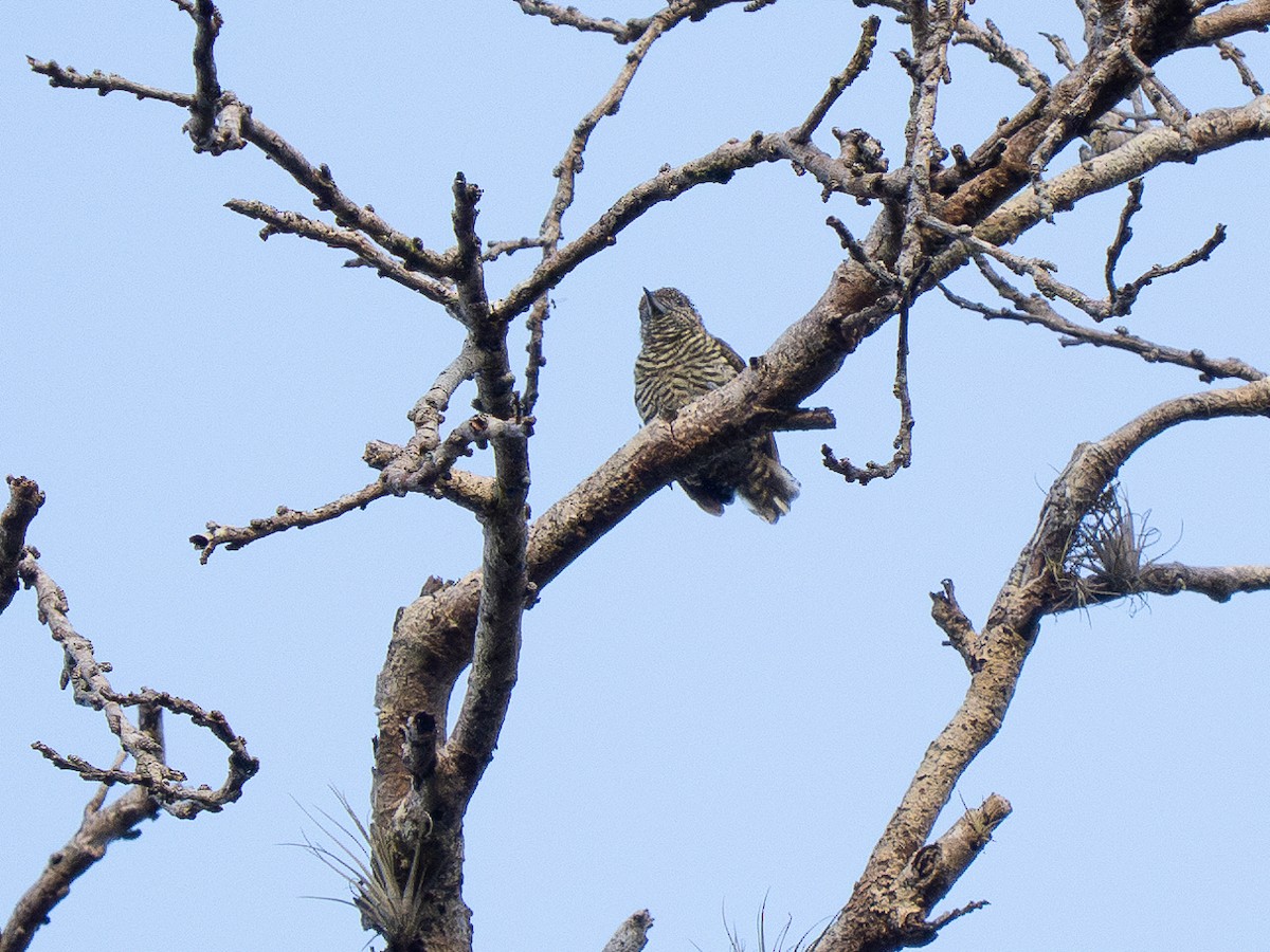 Lafresnaye's Piculet - ML632393208