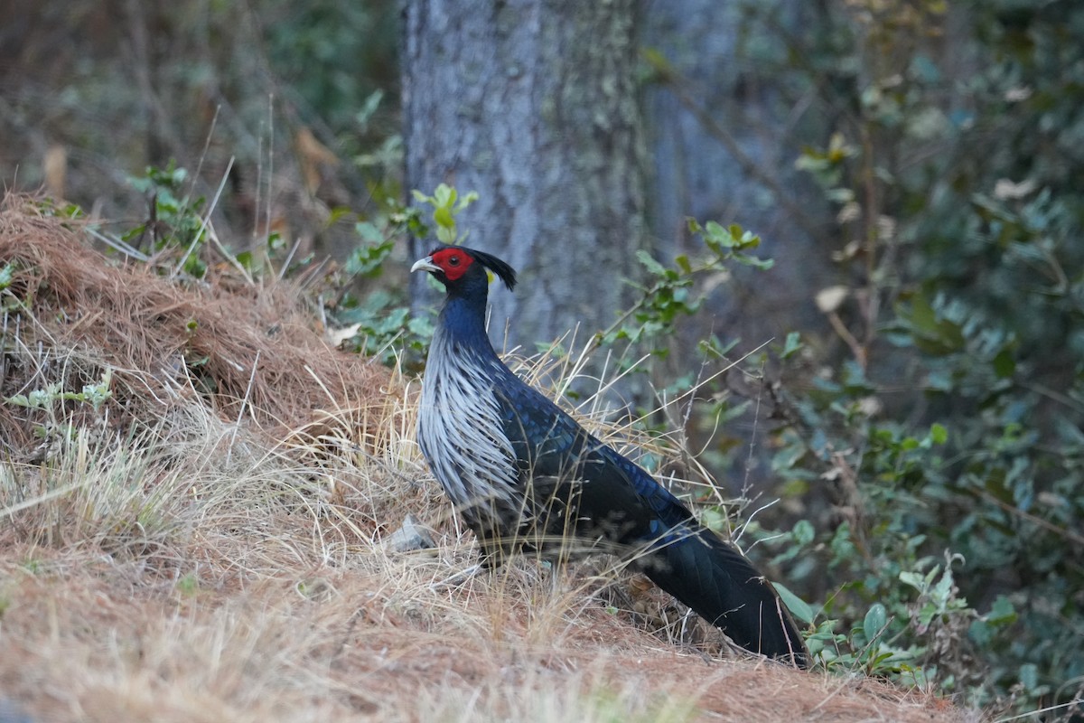 Kalij Pheasant - ML632393381