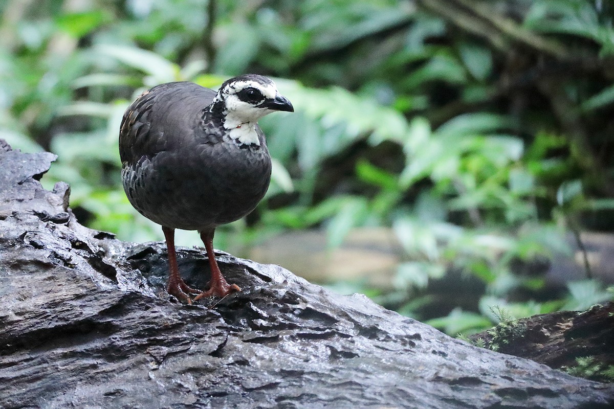 Gray-breasted Partridge - ML632393438