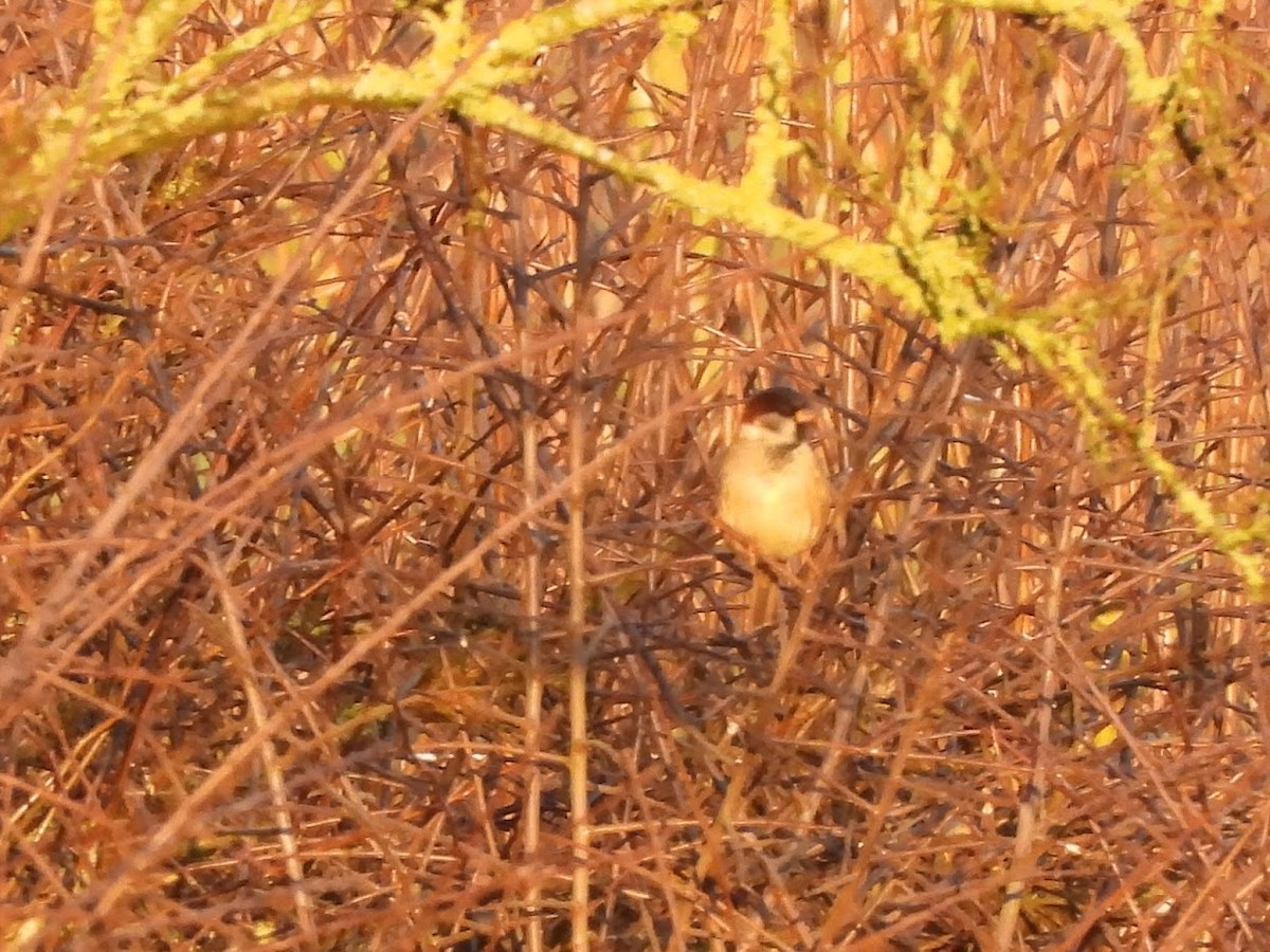 House x Eurasian Tree Sparrow (hybrid) - ML632393573
