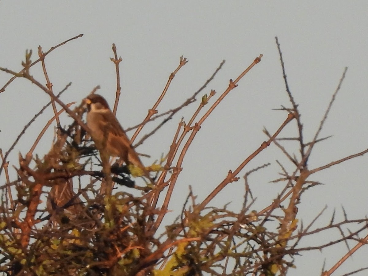 House x Eurasian Tree Sparrow (hybrid) - ML632393617