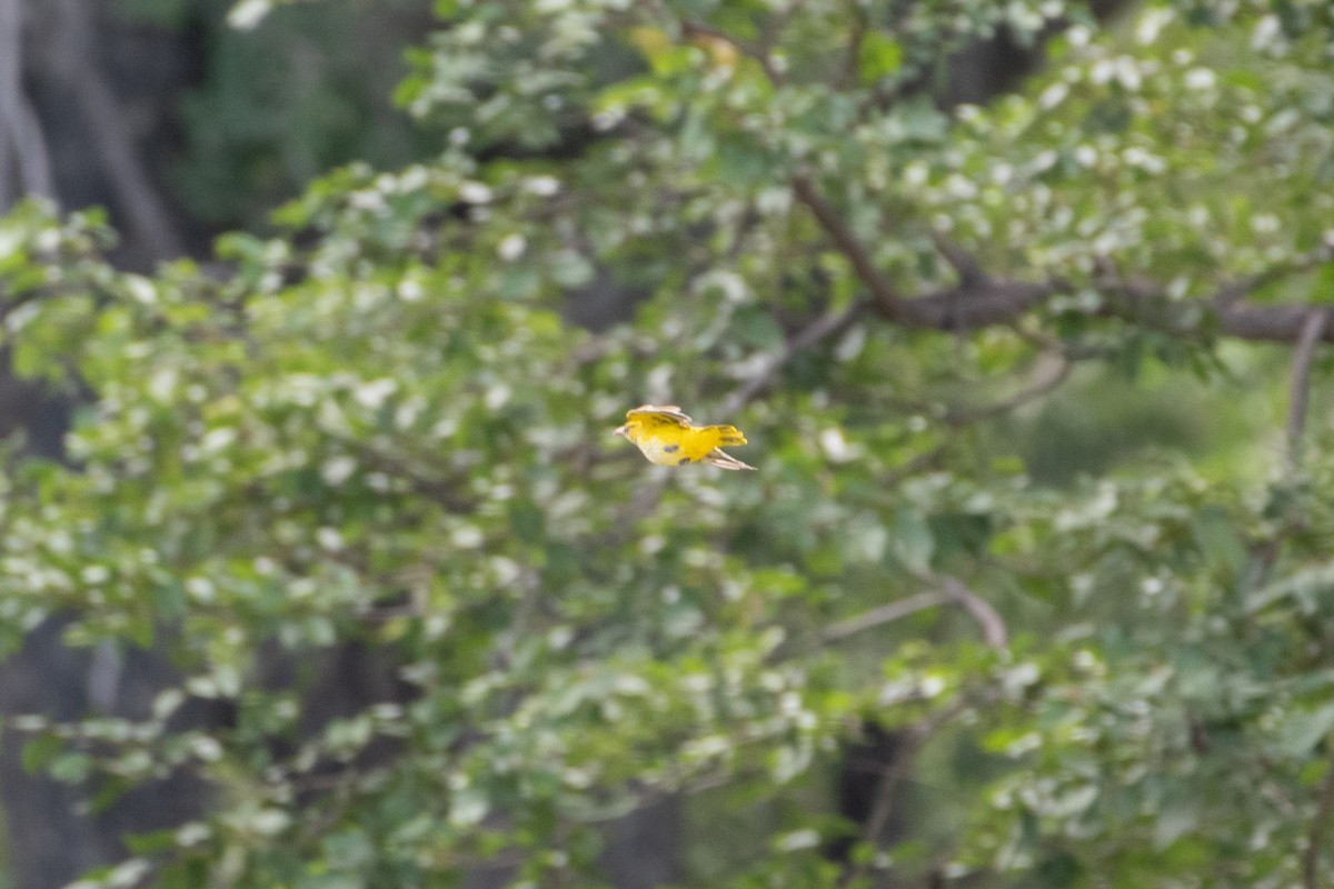 African Golden Oriole - ML632393991