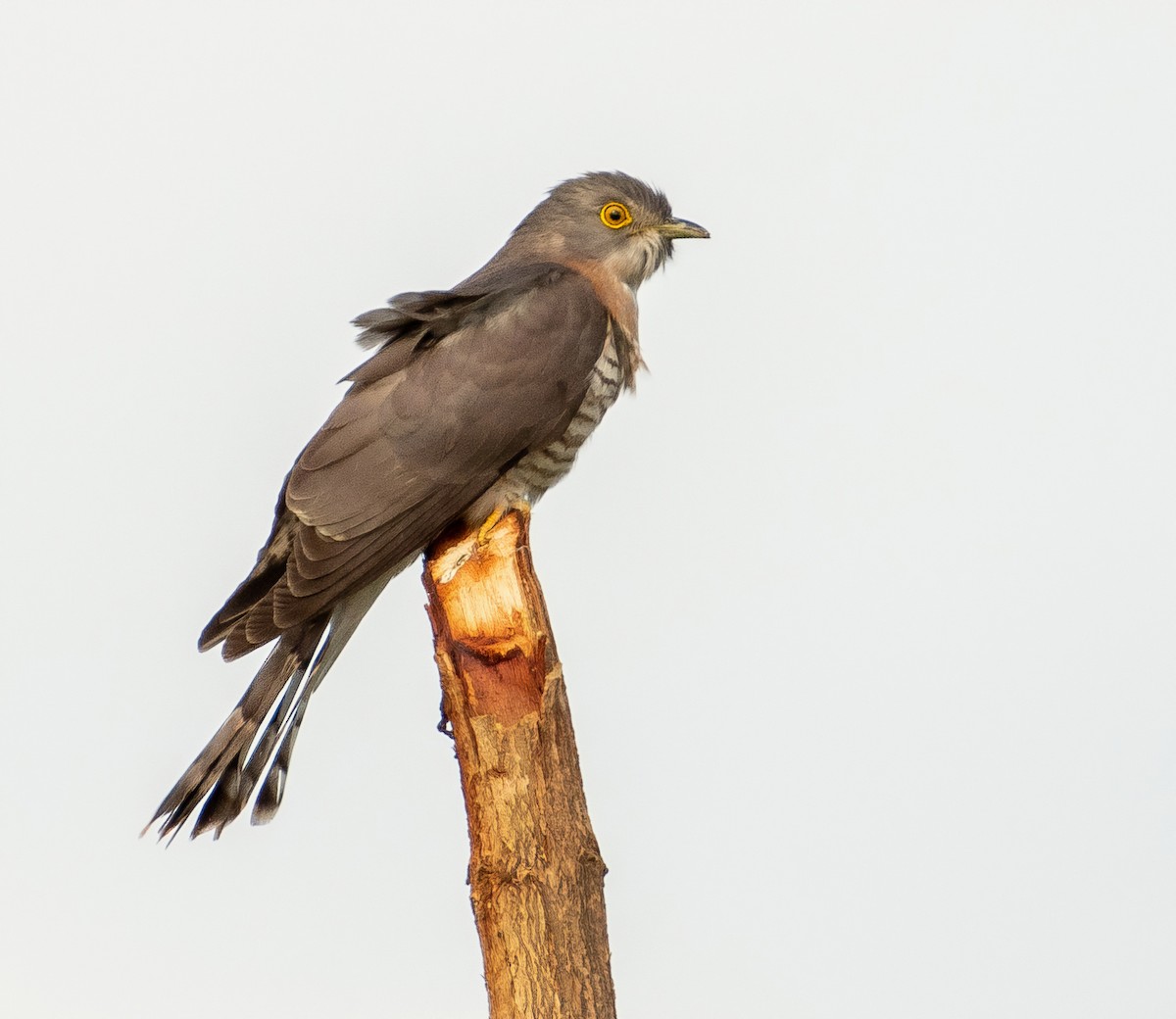 Common Hawk-Cuckoo - ML632394005