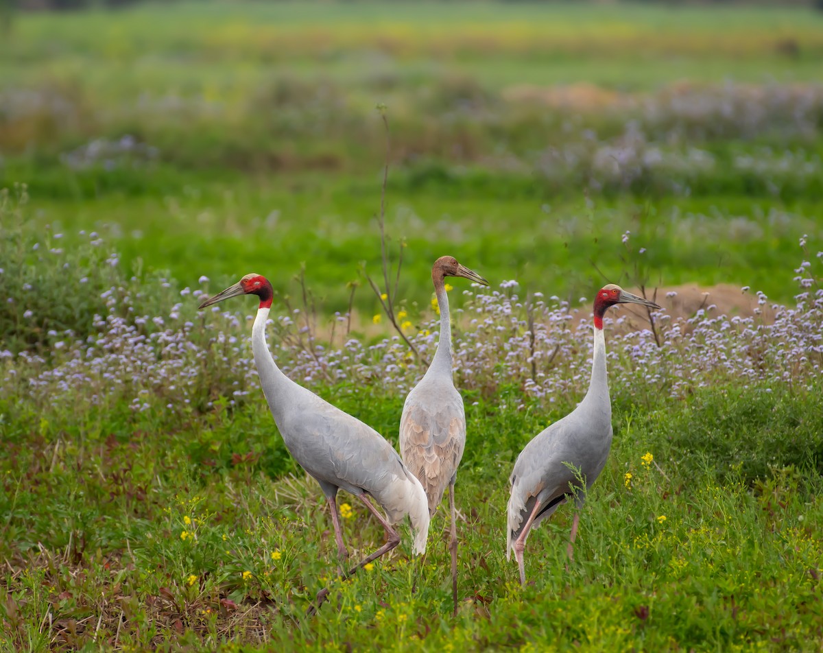 Sarus Crane - ML632394027