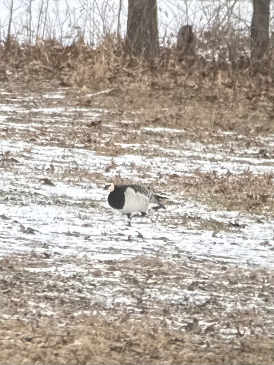 Weißwangengans - ML632394029