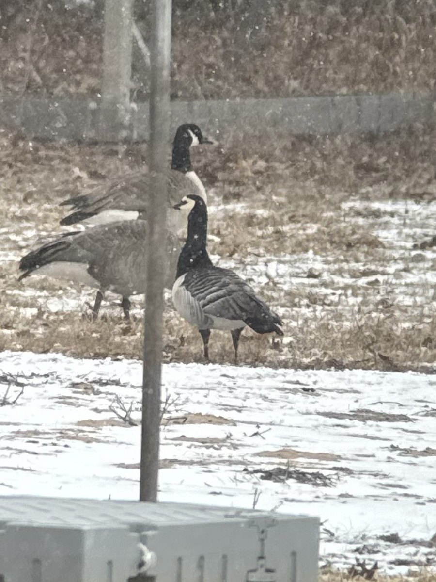 Weißwangengans - ML632394032