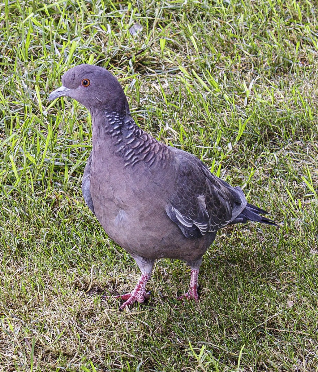 Picazuro Pigeon - ML632394035