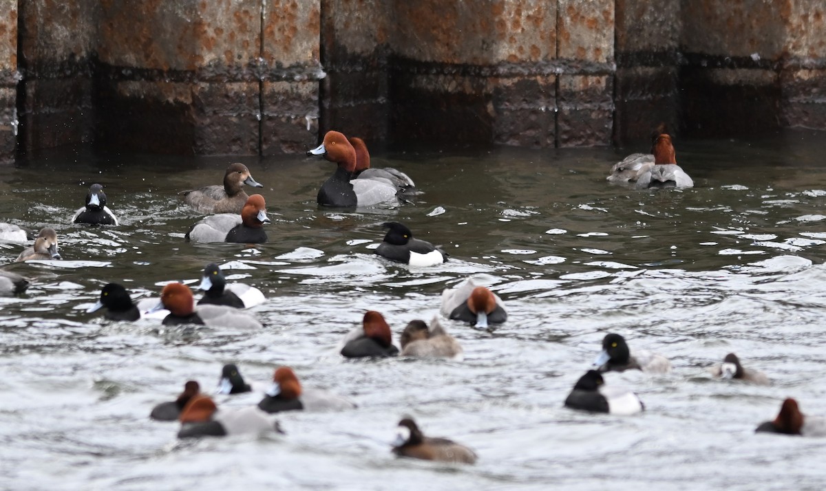 Reiherente - ML632394036