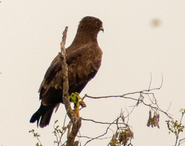 Indian Spotted Eagle - ML632394039