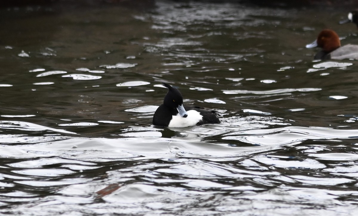 Reiherente - ML632394040