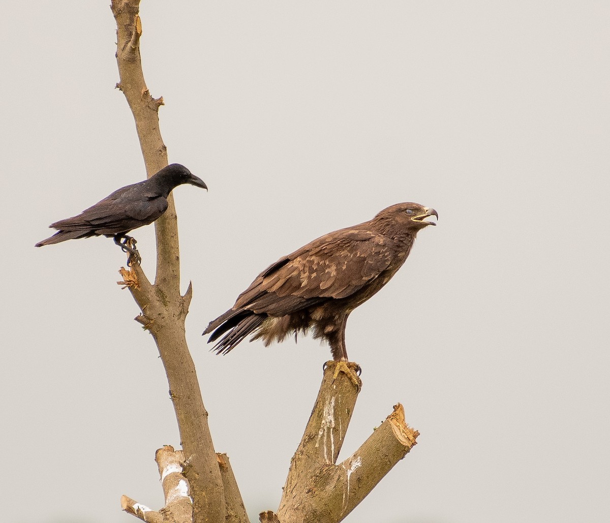 Greater Spotted Eagle - ML632394045