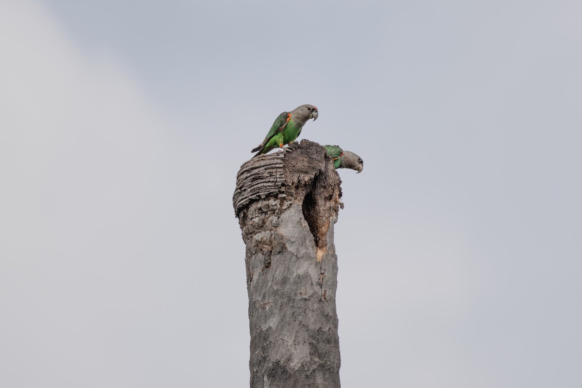 Brown-necked Parrot - ML632394046